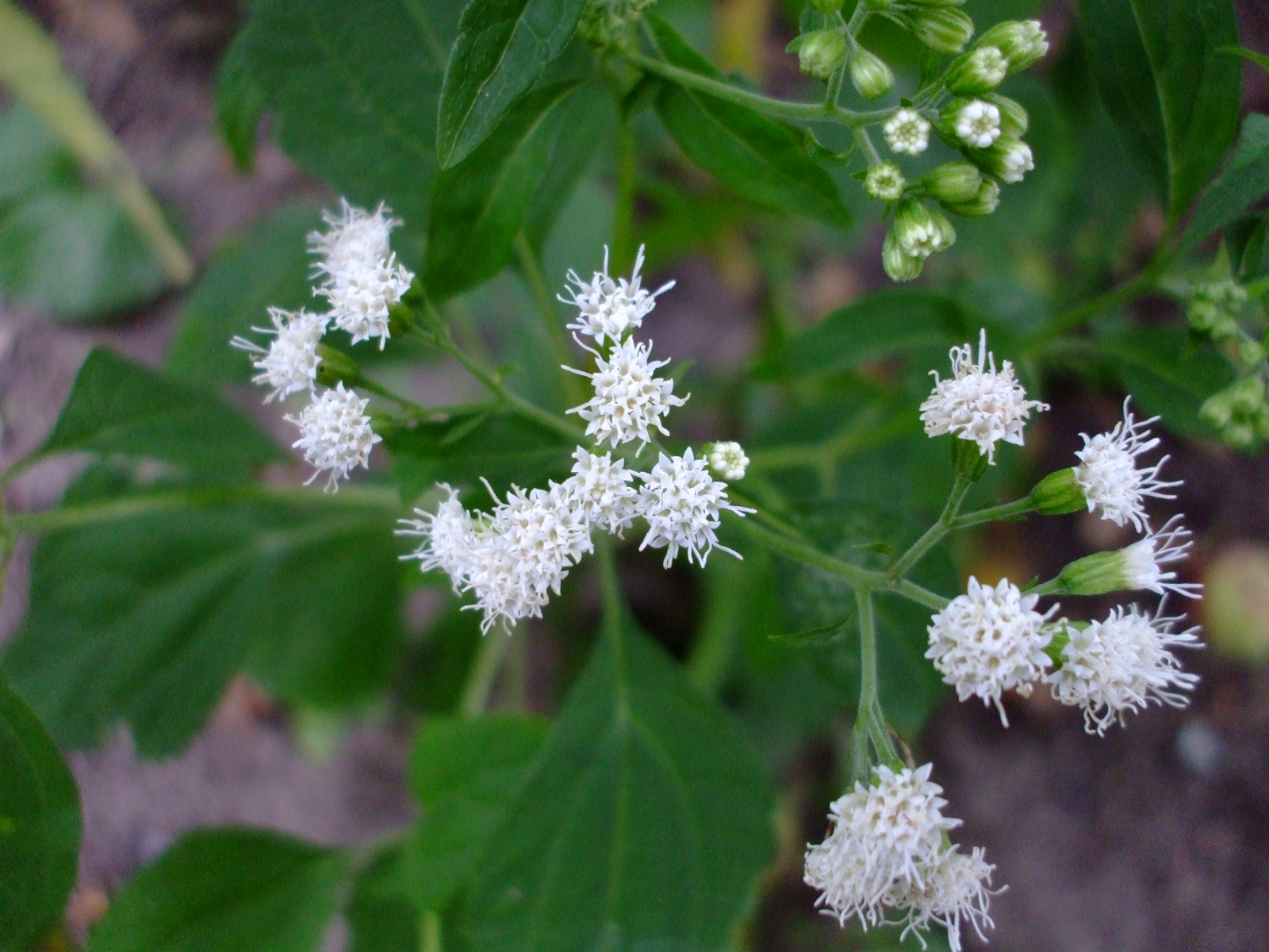 Eupatorium rugosum